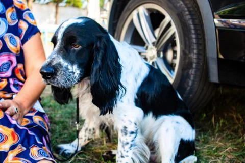 English cocker spaniel 写真素材