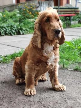 English cocker spaniel Stock Photos