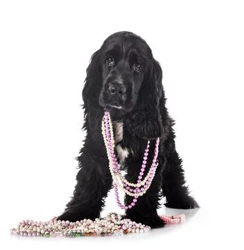 English Cocker Spaniel Stock Photos