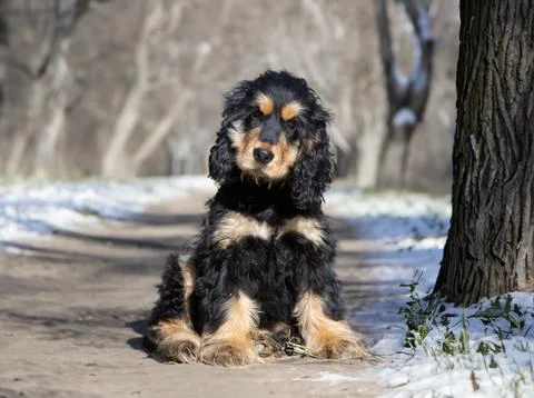 English Cocker Spaniel Stock Photos