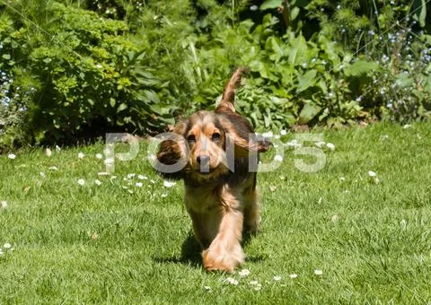 English Cocker Spaniel Puppy Ears IMG 0137 Stock Photos