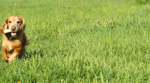 English Cocker Spaniel Runing Stock Footage 38267415