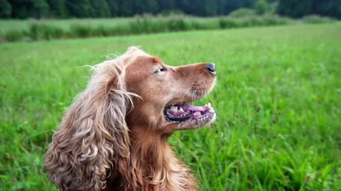 English Cocker Spaniel (slow motion) Stock Footage 206446383