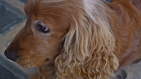 English Cocker Spaniel (slow motion) Stock Footage 206447558