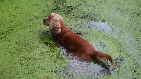 English Cocker Spaniel (slow motion) Stock Footage 206450531