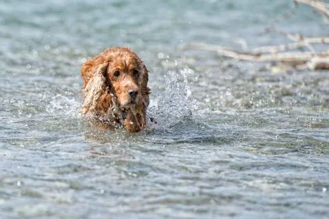English cocker spaniel while playing in the river Stock Photos