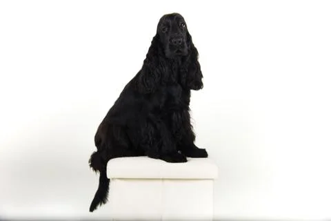 English Cocker Spaniel on white background Stock Photos