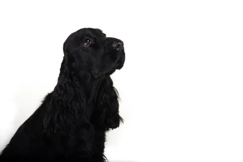 English Cocker Spaniel on white background Stock Photos