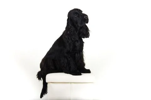 English Cocker Spaniel on white background Stock Photos