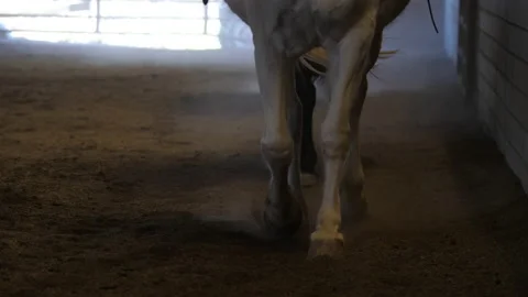 English Colts Determination to Overcome an Obstacle in Horseback Riding slow mot Stock Footage 237694696