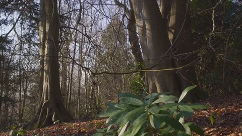 English Countryside near London. Early spring beech wood. Copy space background Stock Footage