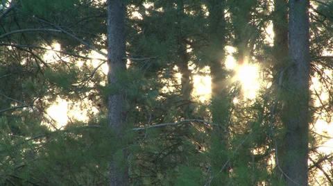 English dark forest Stock Footage 27881305