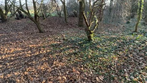 English Forest Autumn Stock Footage 169239307