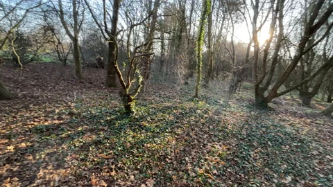 English Forest In Autumn Stock Footage 169239875