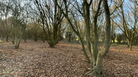 English Forest In Autumn Stock Footage 169240091