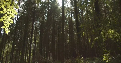 English Forest Stock Footage 139755637