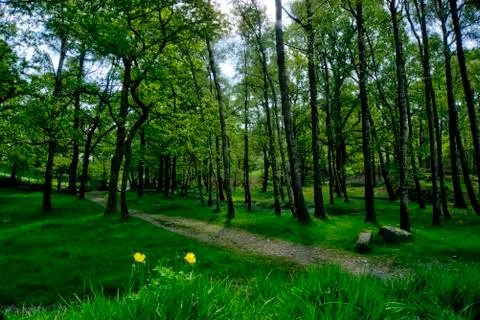 English Forest in Spring Foto stock