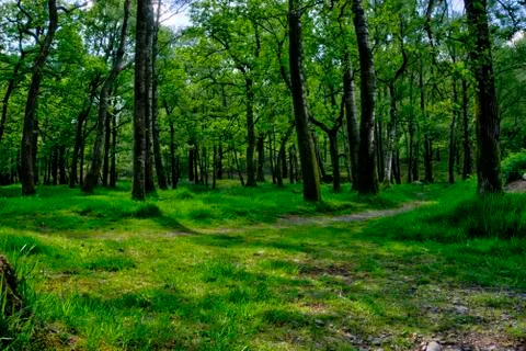 English Forest in Spring Stock Photos