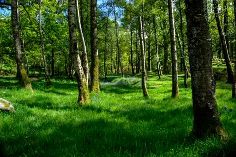 English Forest in Spring Stock-Fotos