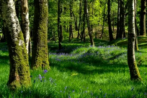 English Forest in Spring Stock Photos