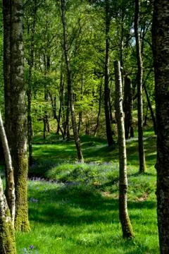 English Forest in Spring Stock Photos