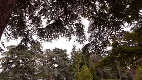 English forest tree branches. Stock Footage 99622117