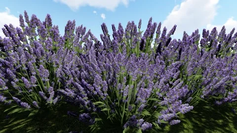 English Lavender Stock Footage 341594951