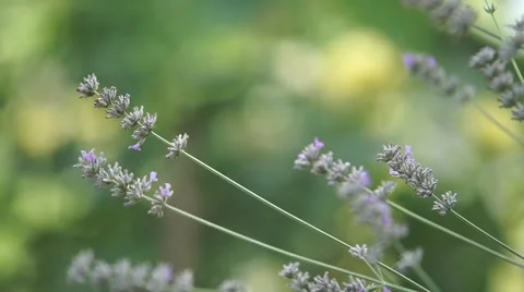 English levander Stock Footage 53825675