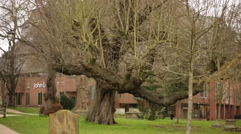 English oak Stock Footage 48840828