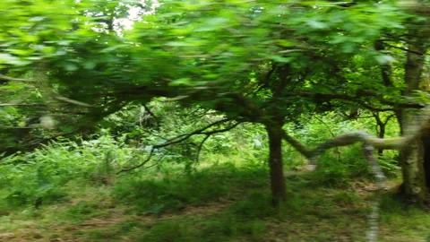 English oak forest path 2 Stock Footage 233374673