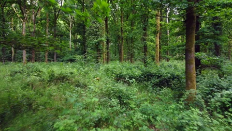 English oak forest path 3 Stock Footage 233398488