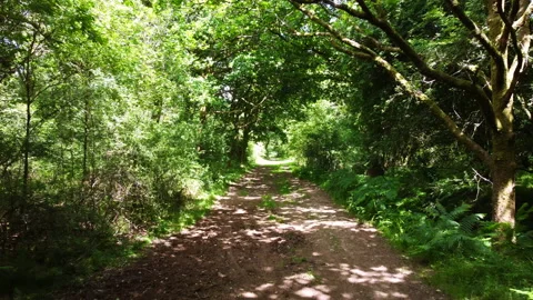 English oak forest path 4 Stock Footage 233398317