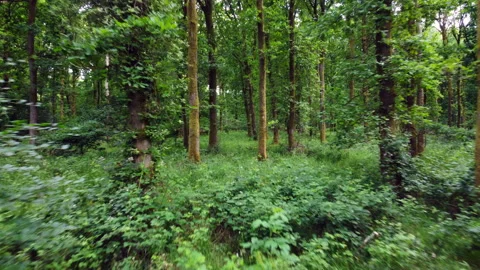 English oak forest path 5 Stock Footage 233965073