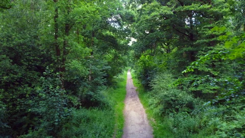 English oak forest path Stock Footage 232285970