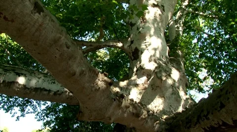 English oak tree, over one hundred and seventy years old Vídeo Stock 8774704