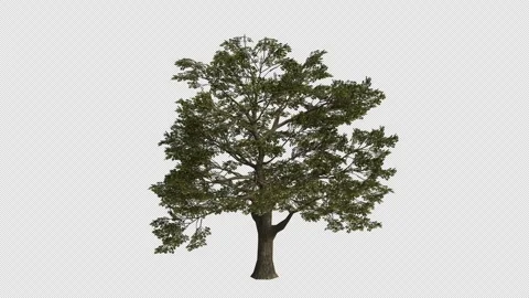 English Oak Tree Swaying in Wind Loop Animation with Alpha Channel. Stock Footage 346279747