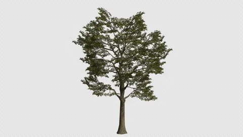 English Oak Tree Swaying in Wind Loop Animation with Alpha Channel. Stock Footage 346279954