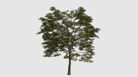 English Oak Tree Swaying in Wind Loop Animation with Alpha Channel. Stock Footage 346280076