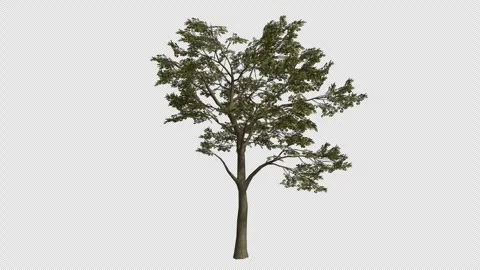 English Oak Tree Swaying in Wind Loop Animation with Alpha Channel. Stock Footage 346280080
