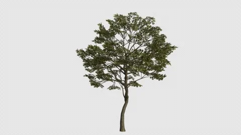 English Oak Tree Swaying in Wind Loop Animation with Alpha Channel. Stock Footage 346280230
