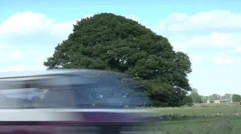 English Oaktree close 스톡 동영상 856660