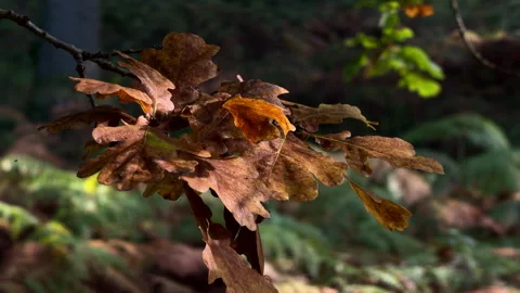 English Ok Tree leaves Stock Footage 254557385