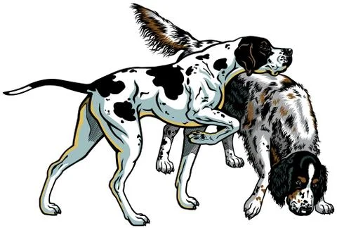 English pointer and setter Stock Illustration