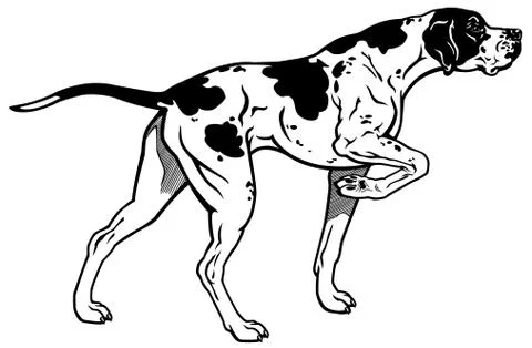English pointer black white Stock Illustration