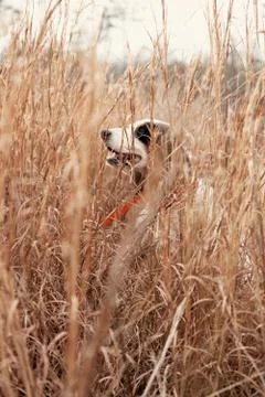 English pointer in brush Stock Photos