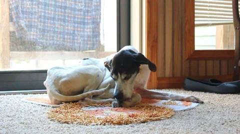 English Pointer cleaning legs. 動画素材 8666605
