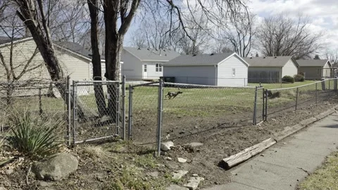 English Pointer dog gallops across a lush American home backyard Video stock 332394661
