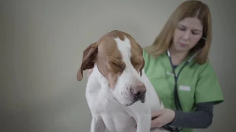English Pointer dog portrait in veterinary clinic. Veterinarian woman make a Stock Footage 107385306