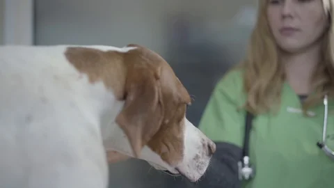 English Pointer dog portrait in veterinary clinic. Veterinarian woman make a Stock Footage 107385965