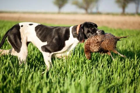 English pointer dog with pray Stock Photos